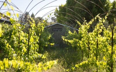 Biodynamic Wine Farming Starts with the Soil: How Composting Powers Our Sonoma Vines