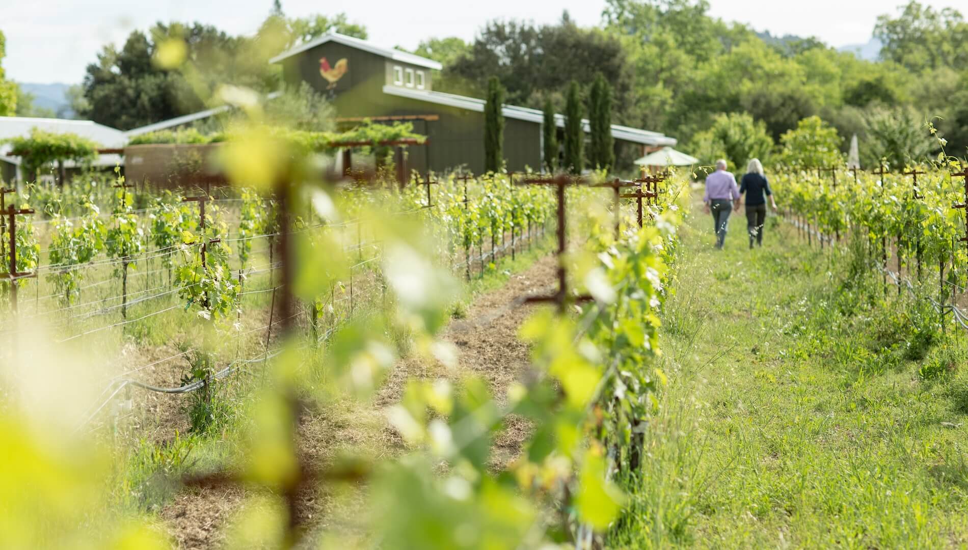 owners walking amongst vineyards