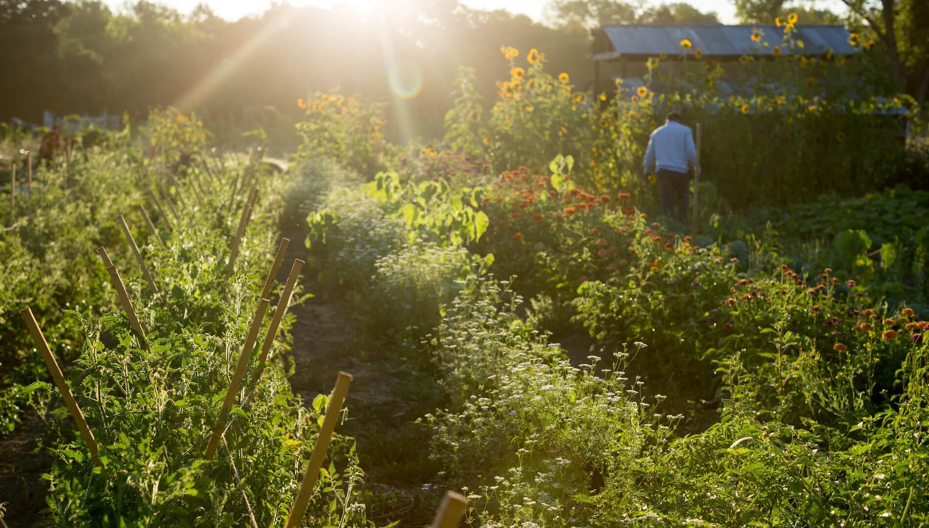davero garden