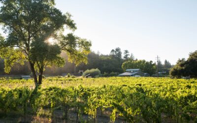 How Animals Support Biodynamic and Regenerative Vineyards