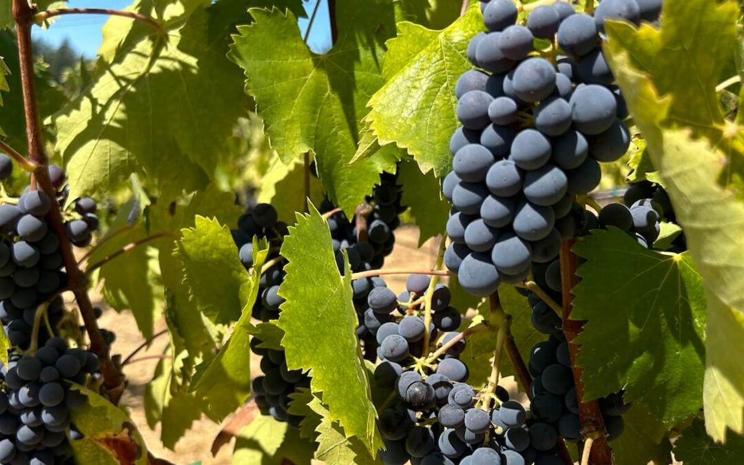 Italian Wine Varietals Grown in Sonoma: Grapes, Regions & Pairings