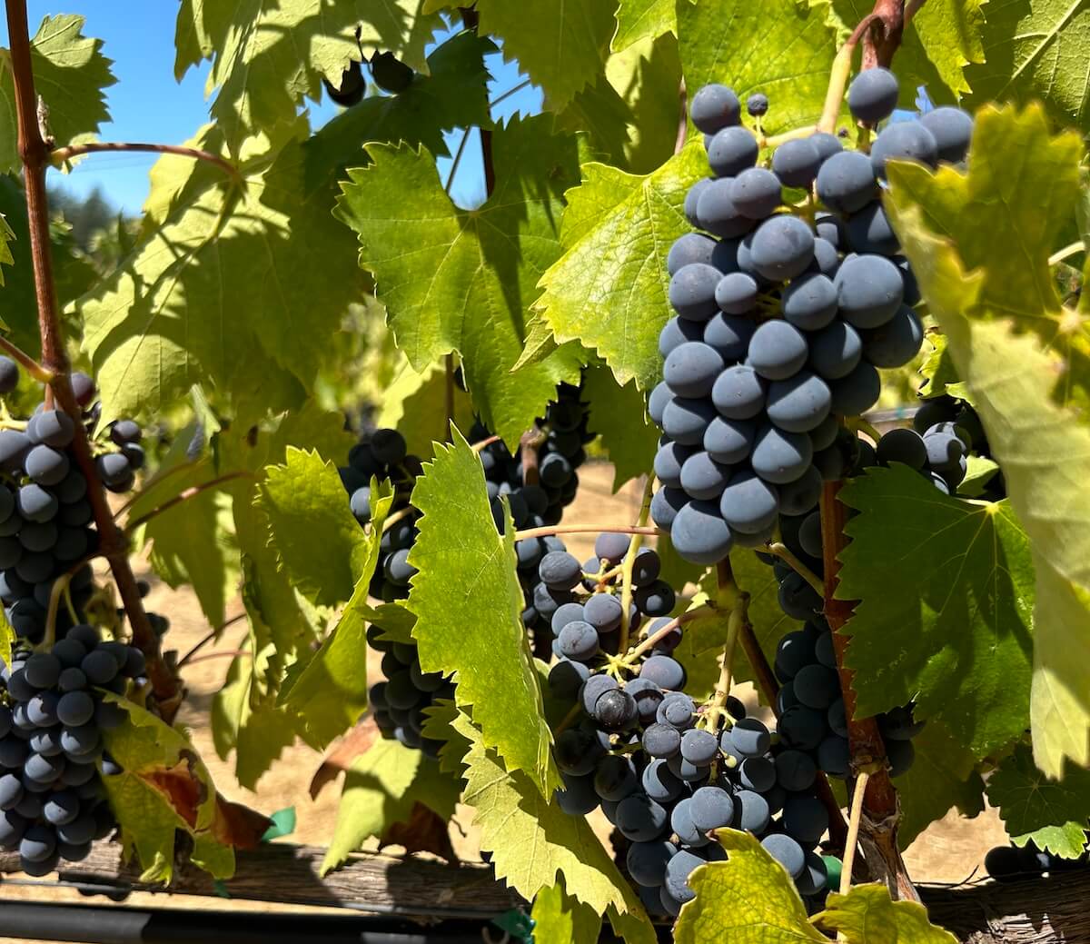 grapes on vine