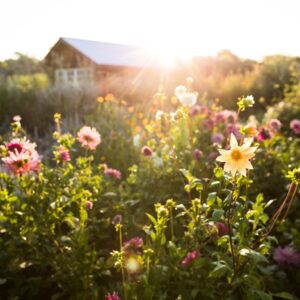 Flowers in garden in sunshine.