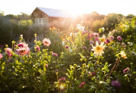 Flowers in garden in sunshine.