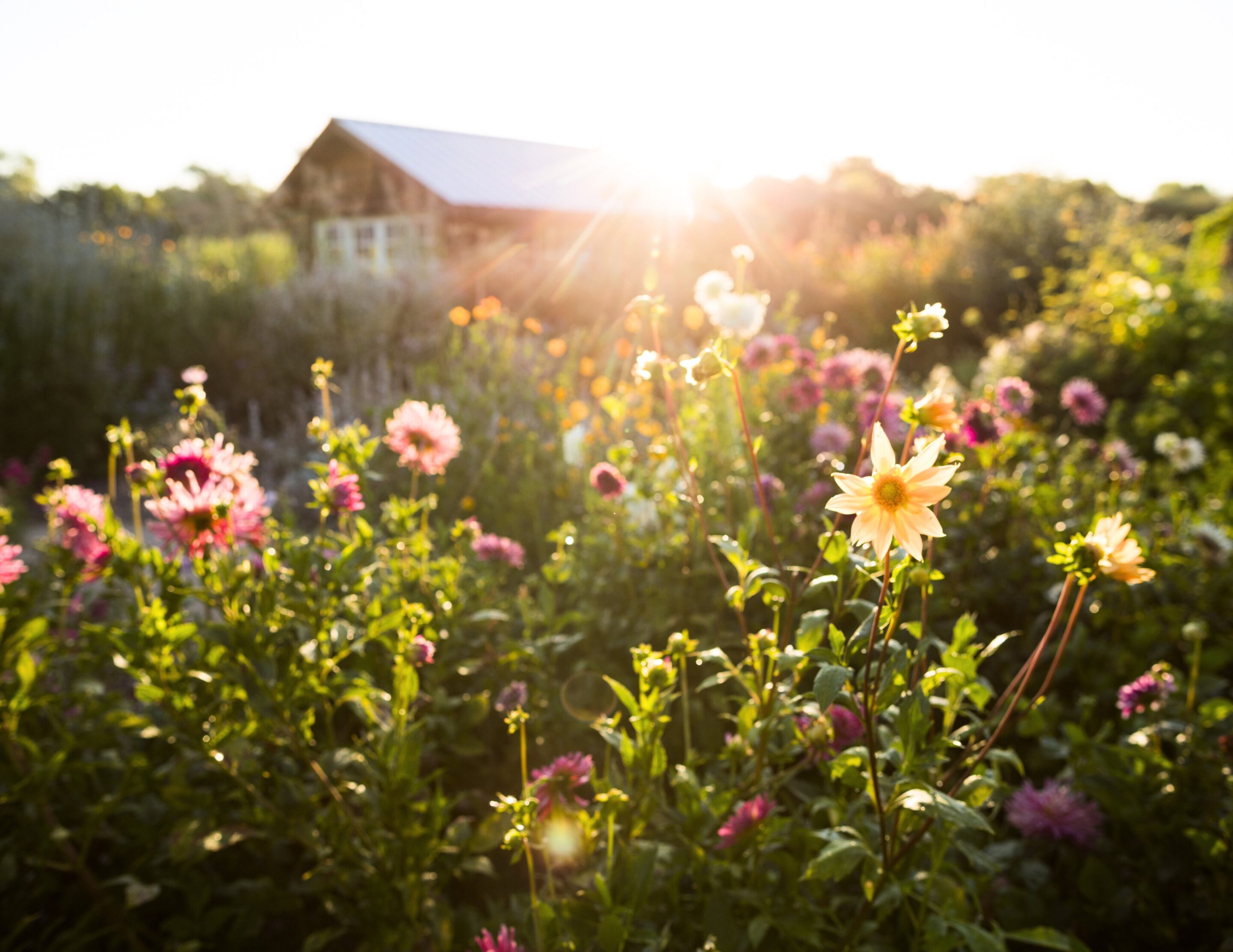 Flowers in garden in sunshine.