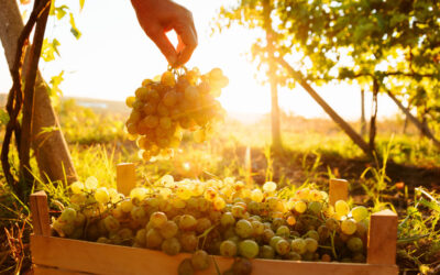 Italian White Grape Varieties: Why Vermentino Thrives in California