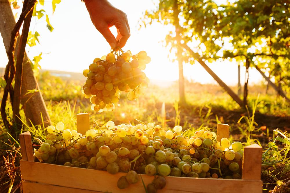 Italian White Grape Varieties: Why Vermentino Thrives in California
