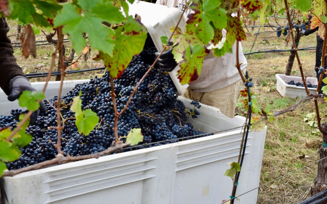 Harvest 2025 – A Recap From our Farm Manager