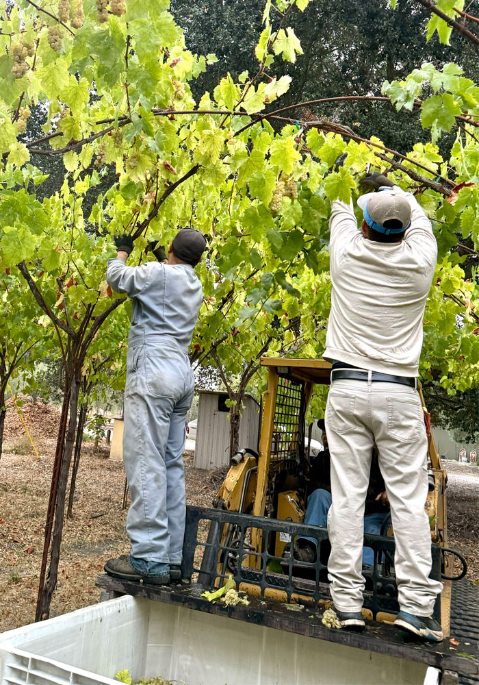 harvesting grapes at DaVero