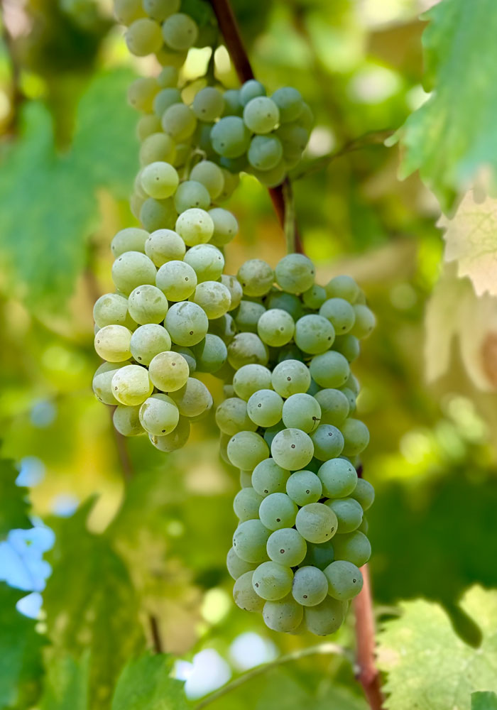 grapes ready for harvesting at DaVero