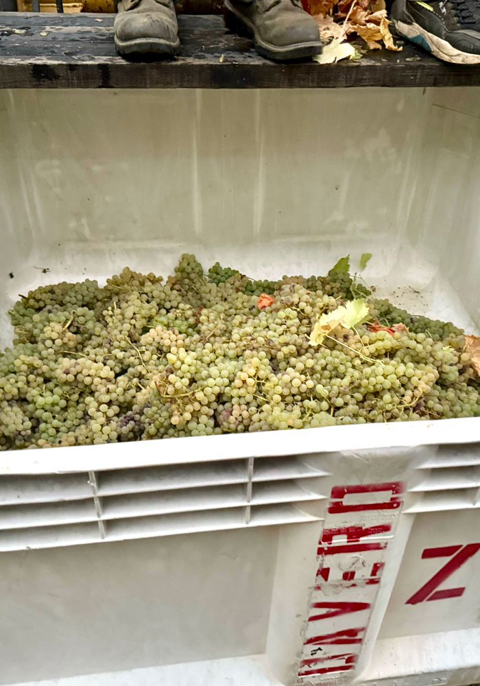 bin of grapes that were picked from DaVero vineyards
