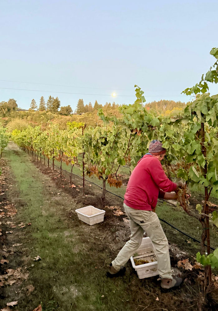 winemaker harvesting grapes in the vineyards at DaVero