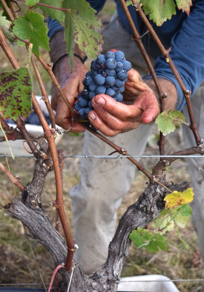 red wine grape ready to harvest at DaVero winery