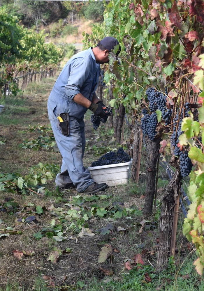 DaVero worker in the vineyards harvesting grapes